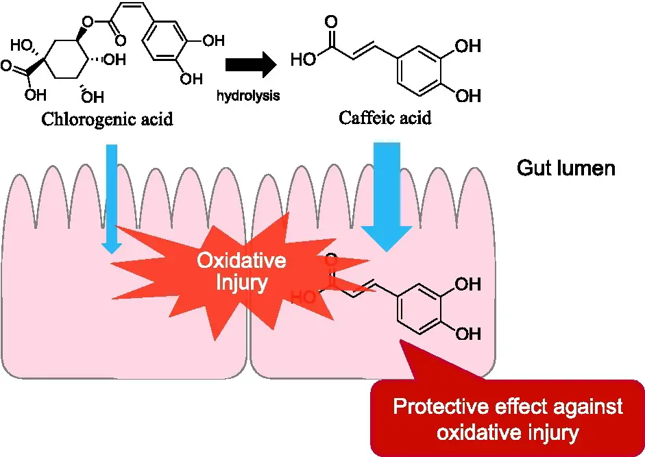chlorogenic acid antioxidant chlorogenic acid antioxidant