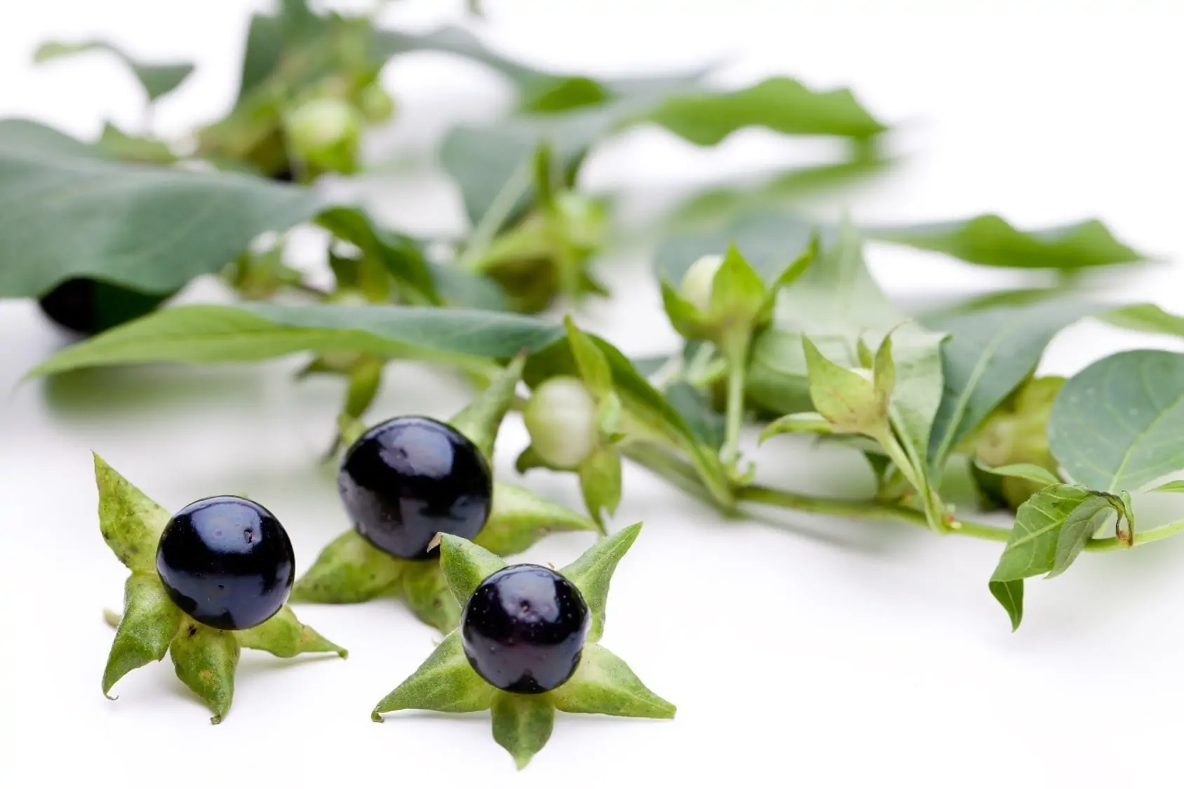 Atropa Belladonna